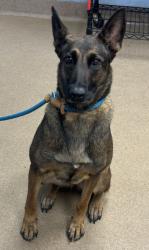Shelter Stray Female Dog last seen Near Berline Drive Lithonia, 30038, 30038, GA, 3280 Chamblee Dunwoody Rd, Chamblee, GA 30341, USA
