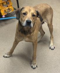 Shelter Stray Female Dog last seen Near Bonsal Road Conley, 30288, 30288, GA, 3280 Chamblee Dunwoody Rd, Chamblee, GA 30341, USA