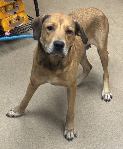 Shelter Stray Female Dog last seen Near Bonsal Road Conley, 30288, 30288, GA, 3280 Chamblee Dunwoody Rd, Chamblee, GA 30341, USA