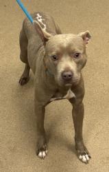 Shelter Stray Male Dog last seen Near SHELLBARK ROAD Decatur, 30035, 30035, GA, 3280 Chamblee Dunwoody Rd, Chamblee, GA 30341, USA