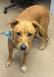 Shelter Stray Female Dog last seen , 30088, GA, 3280 Chamblee Dunwoody Rd, Chamblee, GA 30341, USA