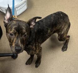 Shelter Stray Female Dog last seen Near Barrington View Stone Mountain, 30087, 30087, GA, 3280 Chamblee Dunwoody Rd, Chamblee, GA 30341, USA