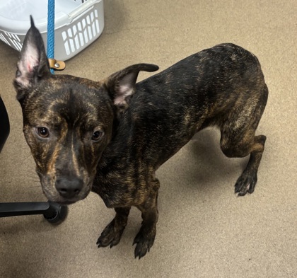 Shelter Stray Female Dog last seen Near Barrington View Stone Mountain, 30087, 30087, GA, 3280 Chamblee Dunwoody Rd, Chamblee, GA 30341, USA