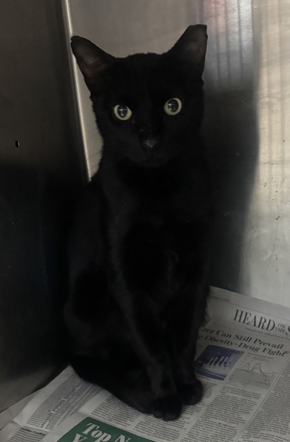Shelter Stray Male Cat last seen Near SHELLBARK ROAD Decatur, 30035, 30035, GA, 3280 Chamblee Dunwoody Rd, Chamblee, GA 30341, USA