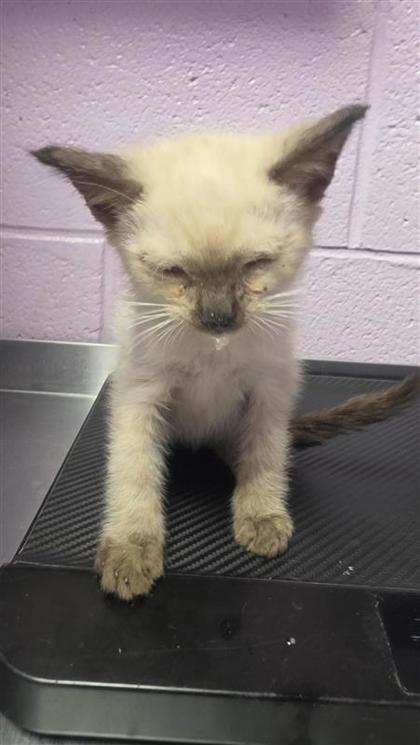 Shelter Stray Female Cat last seen Near Gateway Blvd W, CITY of El Paso, TX, 5001 Fred Wilson Ave, El Paso, TX 79906, USA