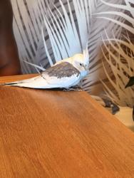 Found/Stray Unknown Bird last seen Utopia Parkway, Queens, NY 11361