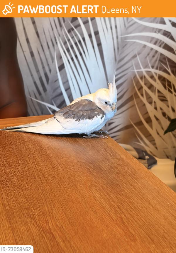 Found/Stray Unknown Bird last seen Utopia Parkway, Queens, NY 11361