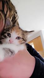 Reunited Female Cat last seen Castle park blvd/ Sonoma area, Vaughan, ON L4H 2T1