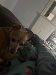 Lost Female Dog last seen 34th ave north and colfax ave north, Minneapolis, MN 55412