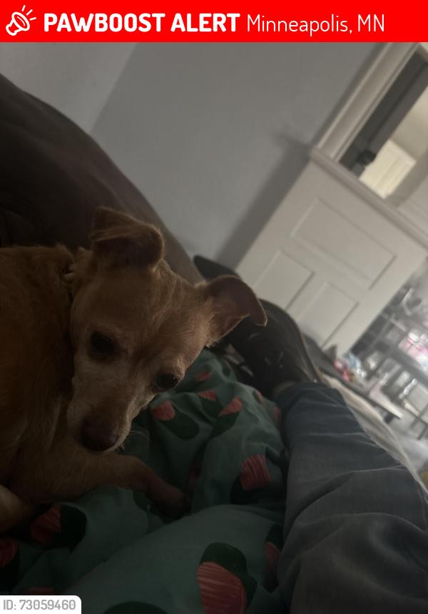 Lost Female Dog last seen 34th ave north and colfax ave north, Minneapolis, MN 55412