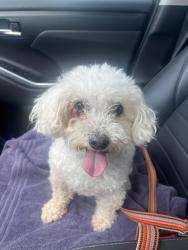 Found/Stray Male Dog last seen Wm cannon , Austin, TX 78745