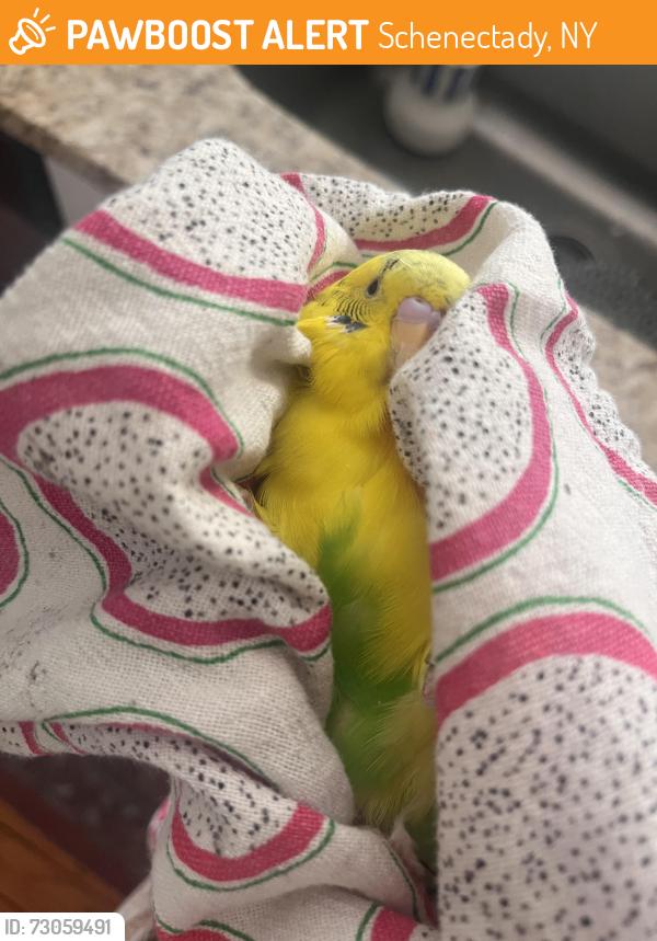 Found/Stray Unknown Bird last seen Green St. and North College, Schenectady, NY 12305