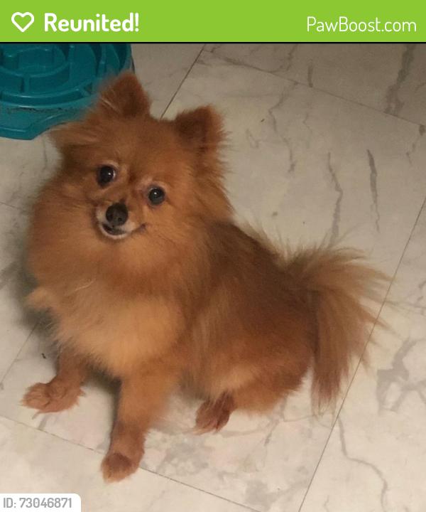 Reunited Female Dog last seen Sw 9th Ct Davie FL 33325, Davie, FL 33325