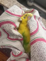 Found/Stray Unknown Bird last seen Green St. and North College, Schenectady, NY 12305