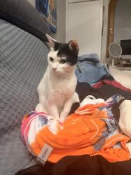 Found/Stray Female Cat last seen Grove and Beech St, San Diego, CA 92102