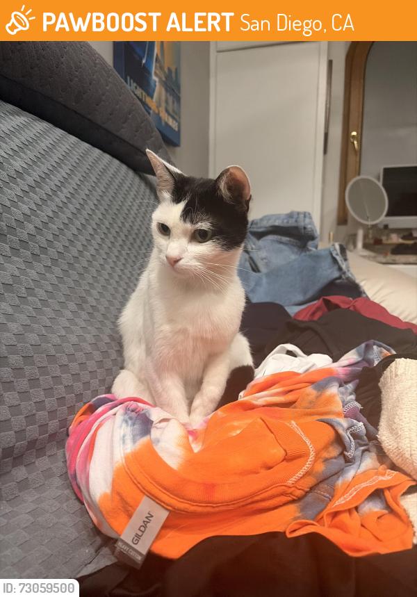 Found/Stray Female Cat last seen Grove and Beech St, San Diego, CA 92102