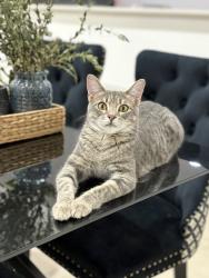 Lost Female Cat last seen Near Hickman Rd, Clive, IA 50325, Clive, IA 50325