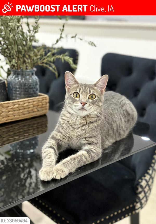 Lost Female Cat last seen Near Hickman Rd, Clive, IA 50325, Clive, IA 50325