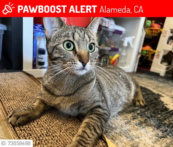 Lost Female Cat last seen Broadway & Encinal, Alameda, CA 94501