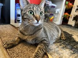 Lost Female Cat last seen Broadway & Encinal, Alameda, CA 94501