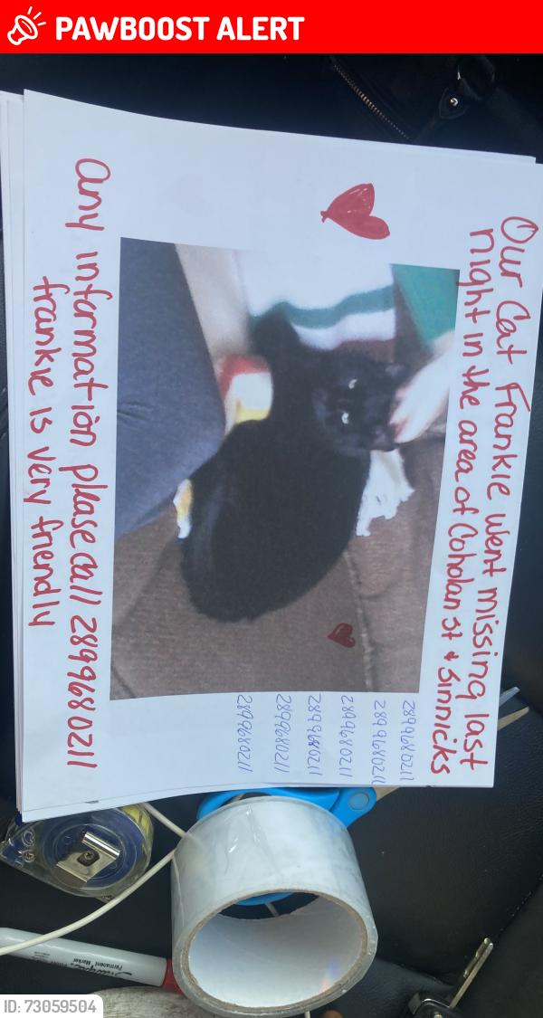 Lost Male Cat last seen Portage Road, Niagara Falls, ON L2J 1K7