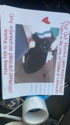 Lost Male Cat last seen Portage Road, Niagara Falls, ON L2J 1K7