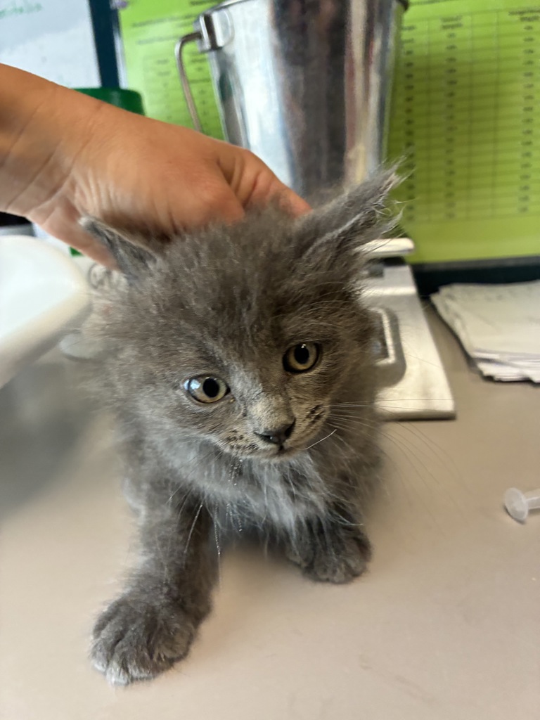 Shelter Stray Female Cat last seen Near E Stratford Avenue, SALT LAKE CITY, UT, 84106, 511 W 3900 S, Salt Lake City, UT 84123, USA