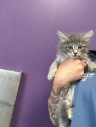 Shelter Stray Female Cat last seen Near E Stratford Avenue, SALT LAKE CITY, UT, 84106, 511 W 3900 S, Salt Lake City, UT 84123, USA