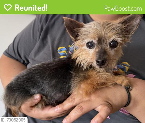 Reunited Male Dog last seen In the Rome Emperor Stadium parking lot, Rome, GA 30161