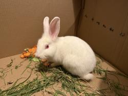 Found/Stray Unknown Rabbit last seen At the smoke shop in paredes ln across idea school, Brownsville, TX 78526