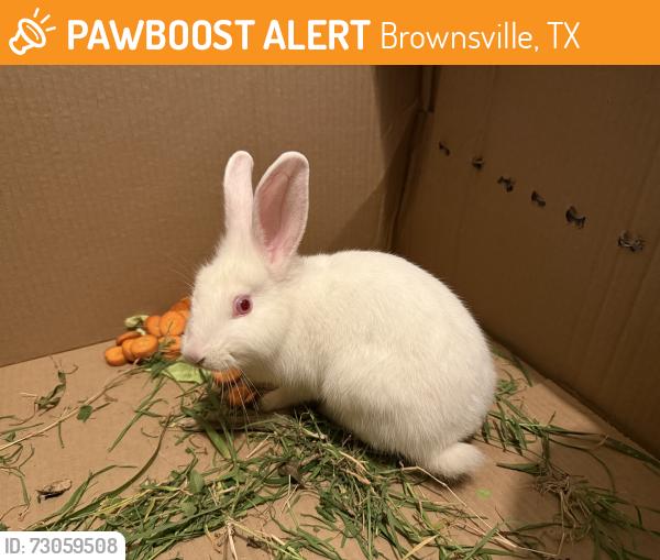Found/Stray Unknown Rabbit last seen At the smoke shop in paredes ln across idea school, Brownsville, TX 78526