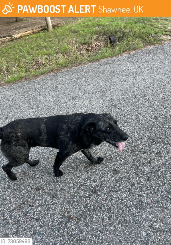 Found/Stray Male Dog last seen Rustic oak, Shawnee, OK 74804