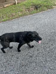 Found/Stray Male Dog last seen Rustic oak, Shawnee, OK 74804