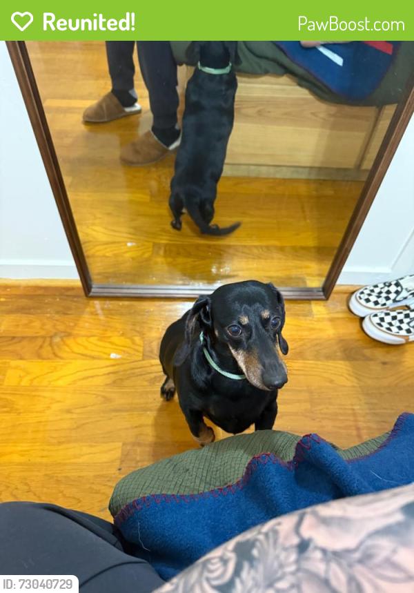 Reunited Male Dog last seen Grant mill dr and coker rd, Alto, GA 30510