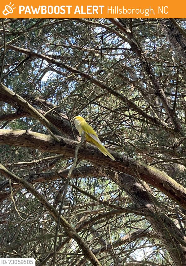 Found/Stray Unknown Bird last seen Riding arena at Lochhill farm, Hillsborough, NC 27278