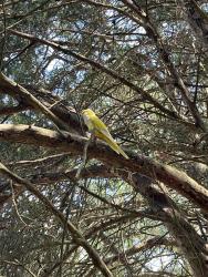 Found/Stray Unknown Bird last seen Riding arena at Lochhill farm, Hillsborough, NC 27278