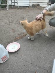 Lost Female Cat last seen 70th an 20th nw, Seattle, WA 98115
