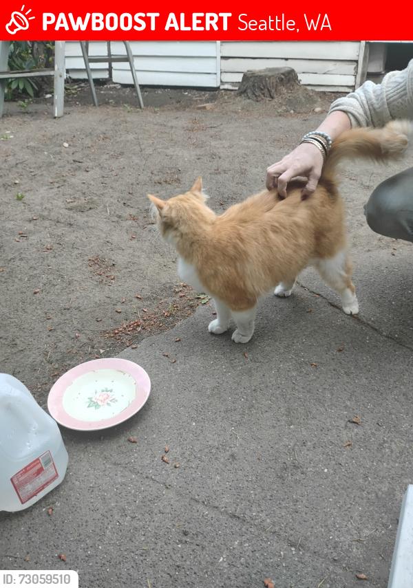 Lost Female Cat last seen 70th an 20th nw, Seattle, WA 98115