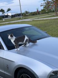 Lost Male Cat last seen Near NW 26th Ave Cape Coral, FL 33993 United States, Cape Coral, FL 33993