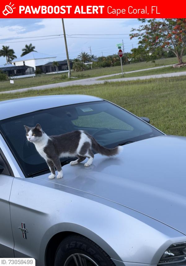 Lost Male Cat last seen Near NW 26th Ave Cape Coral, FL 33993 United States, Cape Coral, FL 33993