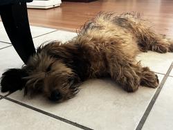 Found/Stray Male Dog last seen The dog was found in West Rome Georgia near my neighborhood. Around the area of Three Rivers Garden apmts coming up on the hill., Rome, GA 30165