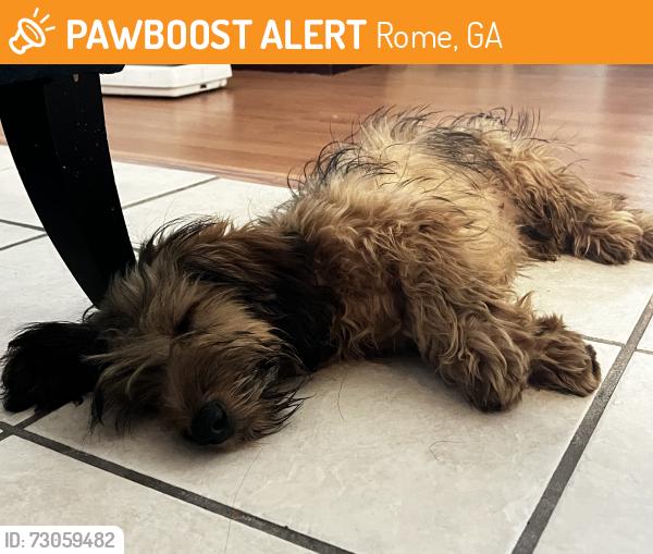 Found/Stray Male Dog last seen The dog was found in West Rome Georgia near my neighborhood. Around the area of Three Rivers Garden apmts coming up on the hill., Rome, GA 30165