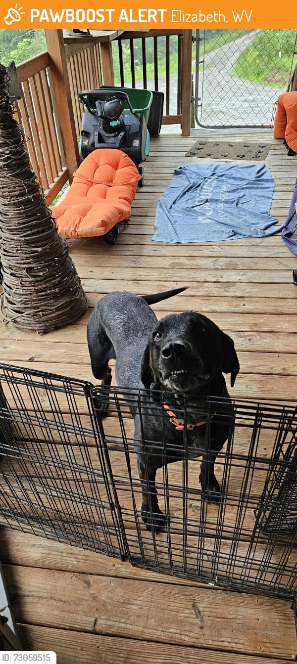 Found/Stray Male Dog last seen Otter Run/Munday, Elizabeth, WV 26143