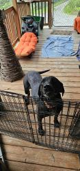 Found/Stray Male Dog last seen Otter Run/Munday, Elizabeth, WV 26143