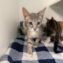 Shelter Stray Male Cat last seen , 8020 Washington St, Port Richey, FL 34668, USA