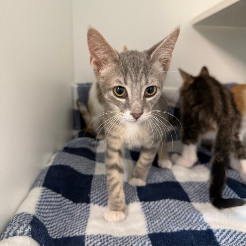 Shelter Stray Male Cat last seen , 8020 Washington St, Port Richey, FL 34668, USA