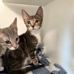 Shelter Stray Male Cat last seen , 8020 Washington St, Port Richey, FL 34668, USA