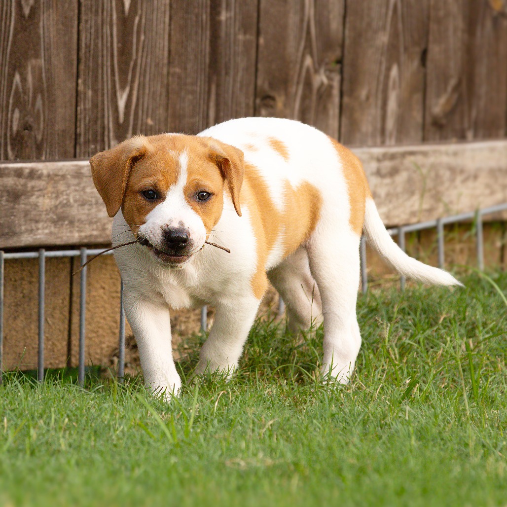 Shelter Stray Male Dog last seen , 2350 Appling City Cove, Memphis, TN 38133, USA