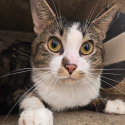Shelter Stray Male Cat last seen , Animal Care & Control Team of Philly, 111 W Hunting Park Ave, Philadelphia, PA 19140, USA