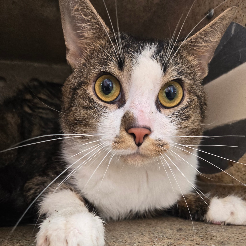 Shelter Stray Male Cat last seen , Animal Care & Control Team of Philly, 111 W Hunting Park Ave, Philadelphia, PA 19140, USA